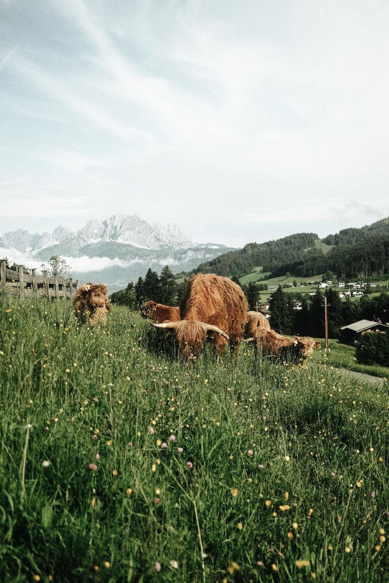 Hotel Chalets Grosslehen Fieberbrunn Buitenkant foto